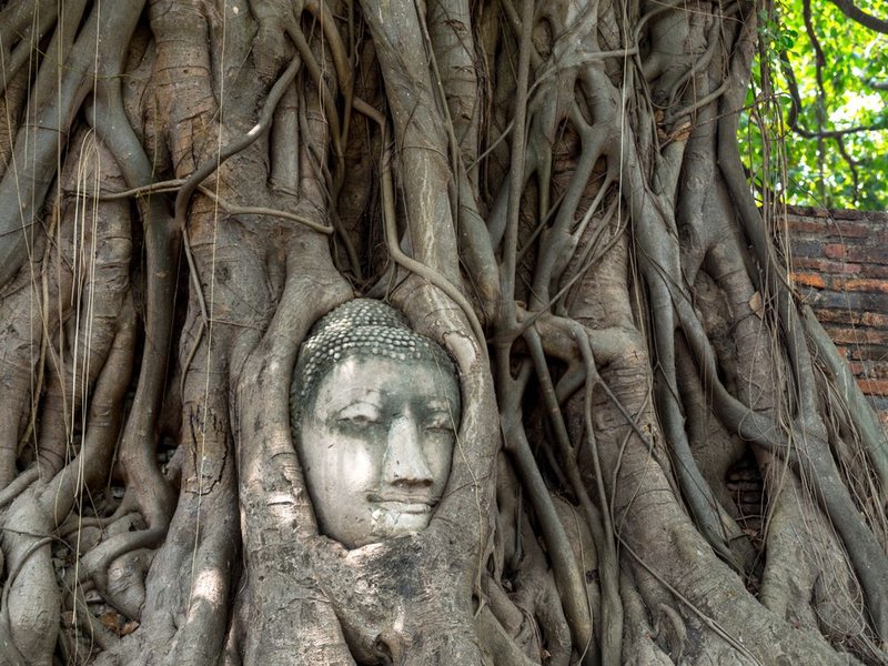 Buddha Head Ayutthaya.jpg